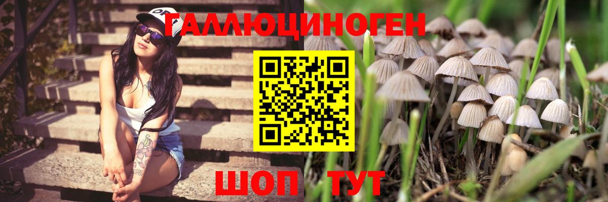 Галлюциногенные грибы Psilocybe Карасук